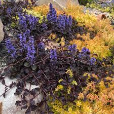 Image result for Ajuga