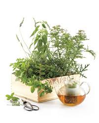 Tea Garden In A Box Small Space Gardening Portable Garden Herbal Tea Garden