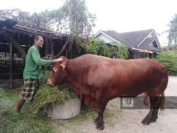 Korban @ ho chi minh, vietnam. Merah Bernilai Rm25 000 Sedia Dijual