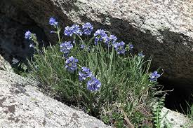 Image result for Polemoniaceae