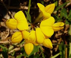 Image result for Lotus corniculatus