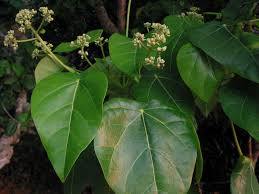 Image result for Hernandiaceae