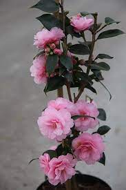 Buy Camellia Camellia Spring Festival Cuspidata Hybrid 29 99 Delivery By Crocus Beautiful Rose Flowers Beautiful Pink Flowers Pretty Flowers