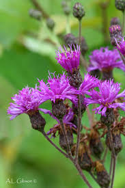 Image result for Vernonia myriantha