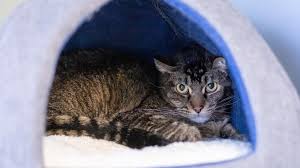 ‪Anxiety Disorders in Cats | PetMD‬‏