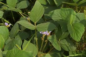 Image result for Calopogonium mucunoides