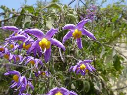 Image result for Solanum seaforthianum