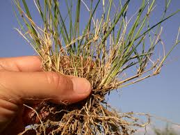 Image result for Eragrostis porosa