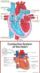 Diagram Of Heart Blood Flow For Cardiac Nursing Students