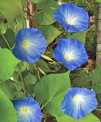I so love the name. How To Plant And Grow Morning Glory Flowers Gardener S Path