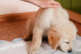 How To Train Your Dog To Use A Pee Pad Wag
