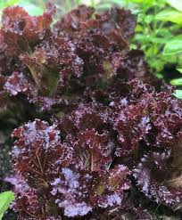 Ruffled Soul Loose Leaf Lettuce 55 Days Ruffled Soul Is So Intensely Frilly And Deeply Purple That You Might Mistak Rainbow Garden Ornamental Kale Cool Plants