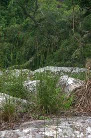 Image result for Sporobolus sanguineus