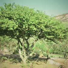 Image result for Dovyalis macrocalyx