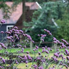 Translation dictionary english dictionary french english english french spanish english english spanish: 13 Plants Toxic To Dogs Cats People Toxic Garden Plants