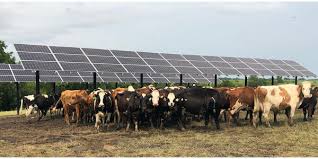 Maybe you would like to learn more about one of these? Solar Panels Double As Summer Cow Shades Dairy Business News