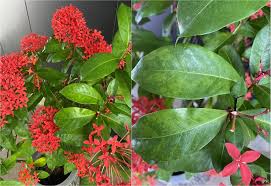 Image result for Ixora coccinea