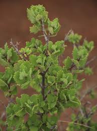 Image result for Tetradenia bainesii