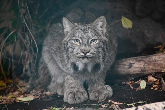 Edmonton Valley Zoo's Canada lynx Artemis turns 4