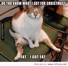 Merry Christmas Funny Cat Pictures Funny Animals Animal Jokes