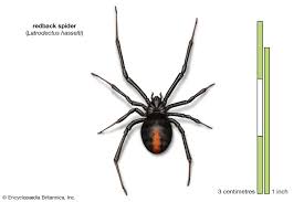 Members of the genus are commonly referred to as brazilian wandering spiders. 9 Of The World S Deadliest Spiders Britannica