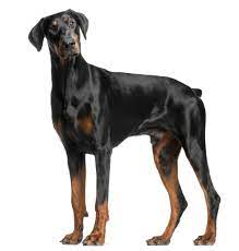 Ab wann ist ein dobermann ausgewachsen? Dobermann Wachstum Grosse Und Gewicht Mit Tabellen Und Kurven