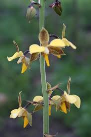 Image result for Eulophia livingstoneana