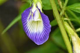 Image result for Clitoria