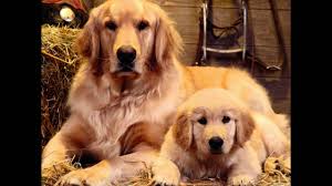 Dog Animal Wallpapers Wallpaper Cave Dog kennel dog hotel dog daycare dog grooming dog. dog animal wallpapers wallpaper cave