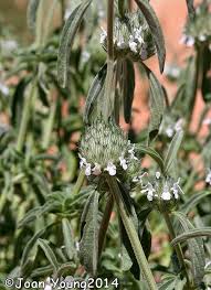 Image result for Acrotome inflata