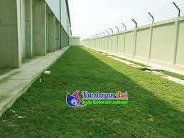 Anda pun tak perlu repot mencukurnya tiap bulan. Jasa Tanam Rumput Taman Jepang Zoysia Dan Gajah Mini Tukang Taman Surabaya