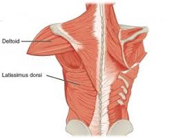 The biceps is attached to the arm bones by tough connective tissues called tendons. Muscles Of The Shoulder And The Upper Arm Online Medical Library