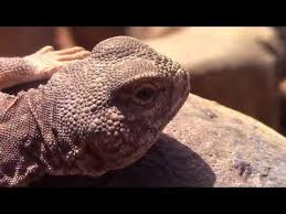 pin by قناة اغرب الاشياء on reptileset1animaux animals lizard