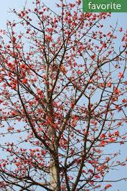 Image result for Bombax