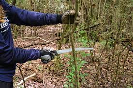 Cutting privet only stimulates it. How To Remove Privet Trees Atlanta