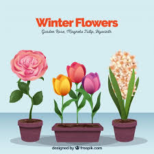 For gardening success, plant flowers ideal for the zone you are in. Free Vector Winter Flowers In Flower Pots