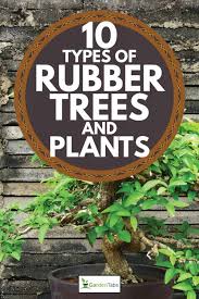 Rubber plant — may mean:* para rubber tree a major commercial source of natural rubber * castilla elastica a source of. 10 Types Of Rubber Trees And Plants Garden Tabs