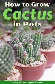 How To Grow Cactus Indoors Outdoors The Gardening Dad How To Grow Cactus Cactus Cactus Care
