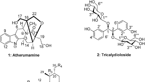 Image result for Tricalysia sp. E