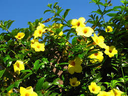 Image result for Allamanda cathartica