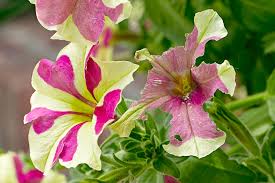 Deadheading and pinching back is how to grow fuller petunias leave the leaves intact, snap the stem and the plant petunias emit a gooey material via the tissues of their stems. 7 Common Garden Pests Garden Gate
