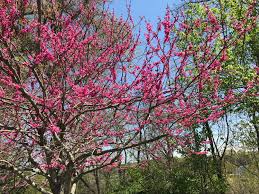 Check spelling or type a new query. A Look Inside The Colorful World Of Piedmont Park S Spring Blooms Piedmont Park Conservancy Inc