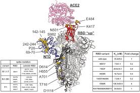 Convertiți leo token (leo) în euro (eur). The Plasmablast Response To Sars Cov 2 Mrna Vaccination Is Dominated By Non Neutralizing Antibodies That Target Both The Ntd And The Rbd Medrxiv
