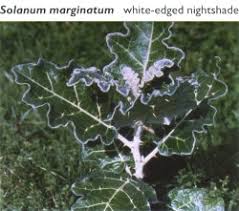 Image result for Solanum linneanum