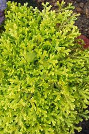 Image result for Selaginella afrorum