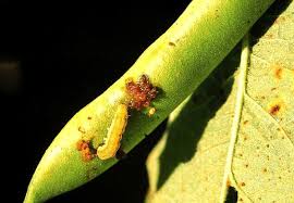 Examples of pests and diseases introduced in india from. African Bollworm Infonet Biovision Home