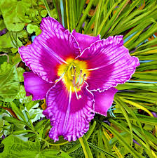 Purple Lily Perennial by Allan O'Marra (2018) : Painting Oil