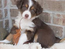 Check spelling or type a new query. Home Ruby River Mini Aussies