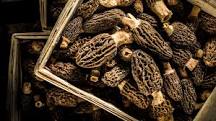 Do you need to dry morel mushrooms?