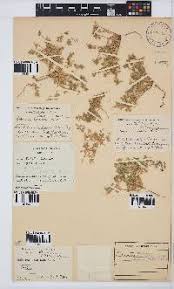 Image result for Platycaulos quartziticola